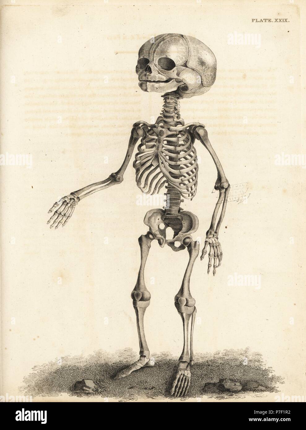 Squelette fœtal au moment de la naissance. La gravure sur cuivre par Edward Mitchell après une illustration anatomique par Jean-Joseph Sue de John Barclay's une série de gravures du squelette humain, MacLachlan et Stewart, Édimbourg, 1824. Banque D'Images