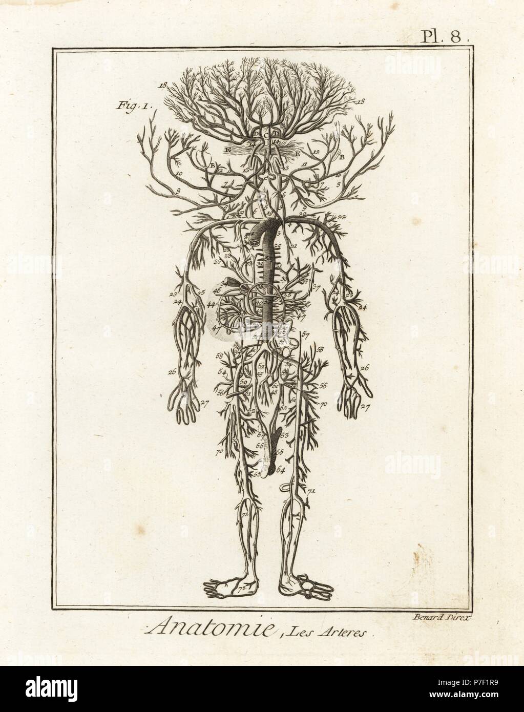 Système artériel dans le corps humain. La gravure sur cuivre par Robert Benard après une illustration par James Drake de Denis Diderot's Encyclopedia, Pellet, Genève, 1779. Banque D'Images