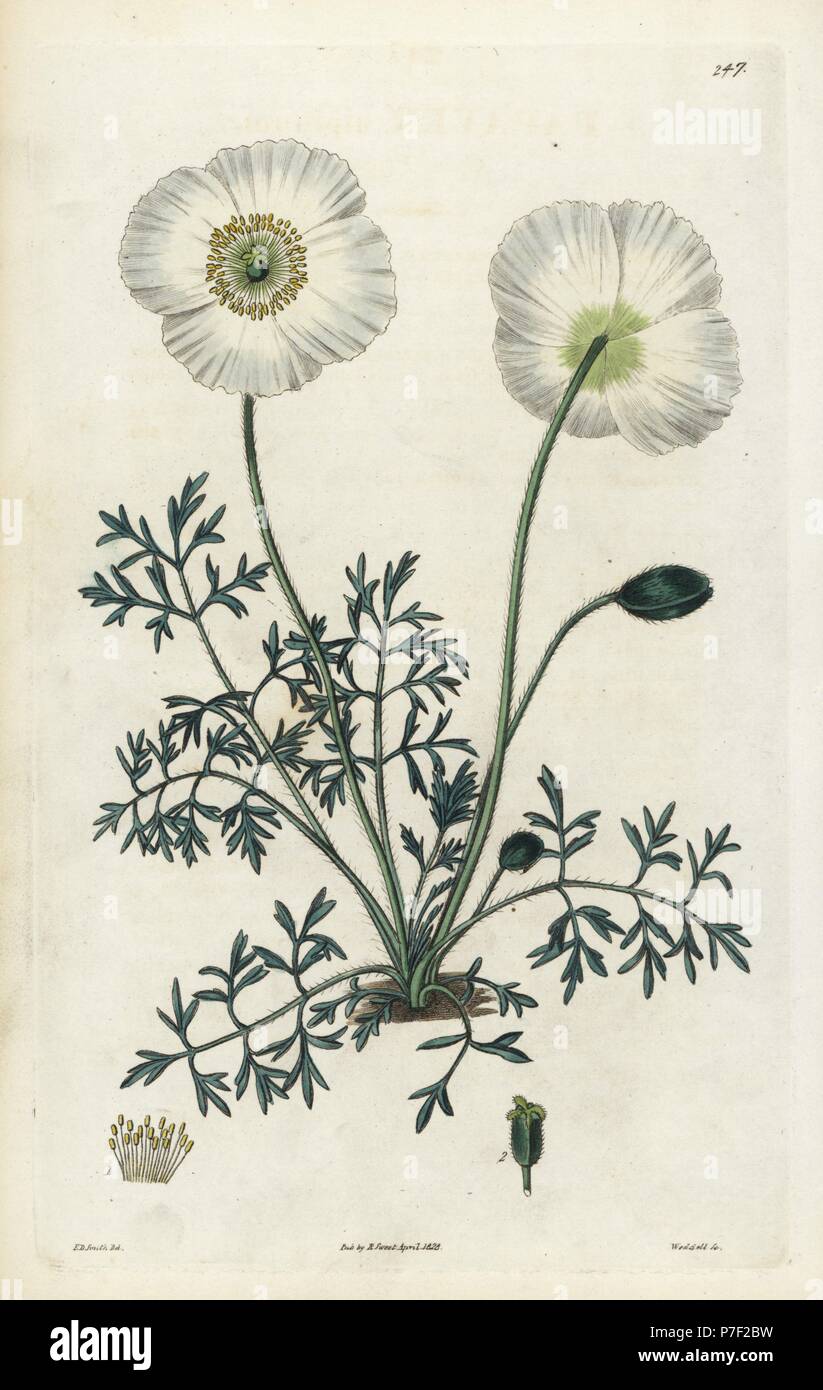 Coquelicot, Papaver alpinum alpin. Coloriée à la gravure sur cuivre de Weddell par après une illustration botanique par Edward Dalton Smith, de Robert Sweet's Les Britanniques Jardin de fleurs, Ridgeway, Londres, 1828. Banque D'Images