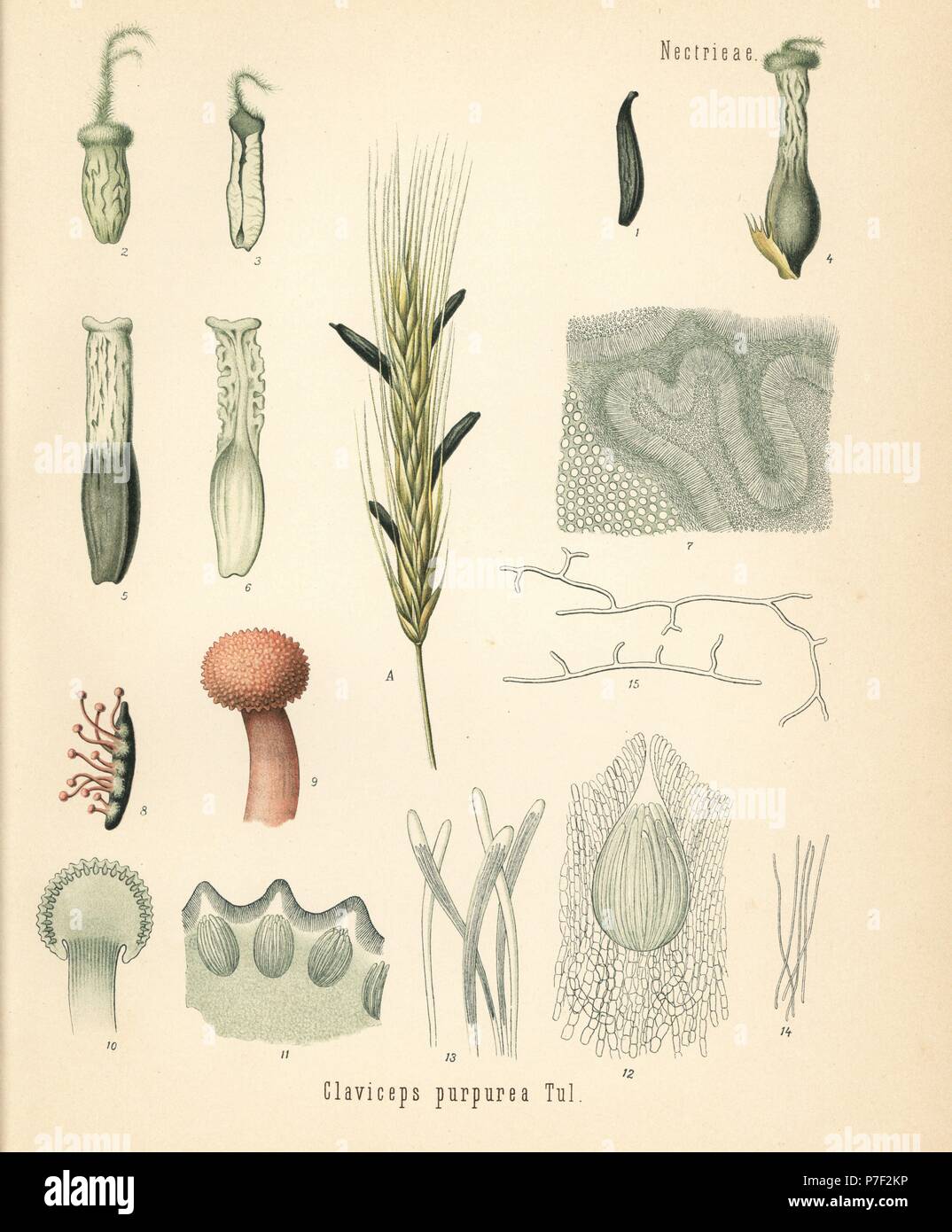 L'ergot de seigle, champignon Claviceps purpurea. Chromolithographie après une illustration botanique de Hermann Adolph Koehler's Plantes médicinales, sous la direction de Gustav Pabst, Koehler, Allemagne, 1887. Banque D'Images L'ergot de seigle, champignon Claviceps purpurea. Chromolithographie après une illustration botanique de Hermann Adolph Koehler's Plantes médicinales, sous la direction de Gustav Pabst, Koehler, Allemagne, 1887. Banque D'Images