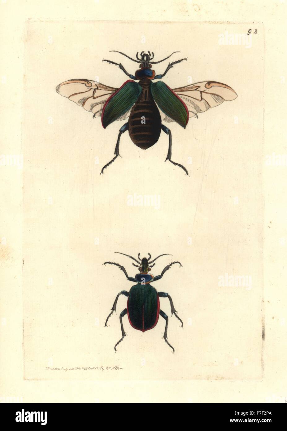 Fiery searcher beetle ou caterpillar hunter, Calosoma scrutator. La gravure sur cuivre coloriée dessiné et gravé par Richard Nodder Sciences de William Elford Leach's Zoological Miscellany, McMillan, Londres, 1815. Banque D'Images