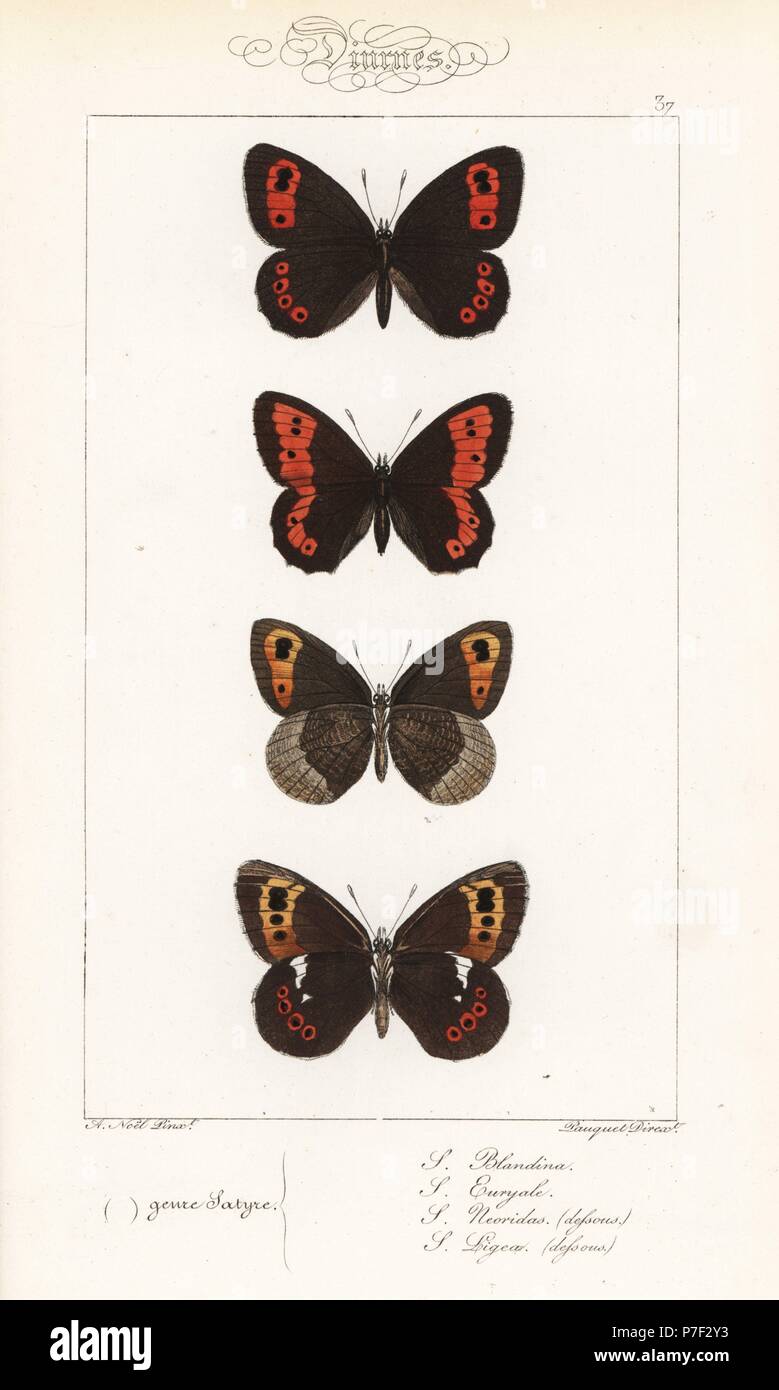 Scotch argus, Erebia aethiops, grand ringlet, Erebia euryale, automne, satyre fauve Erebia neoridas (ventrale), et Arran brown, Erebia ligea (ventrale). Coloriée à la gravure sur acier par les frères Pauquet après une illustration par Alexis Nicolas Noel d'Hippolyte Lucas, l'histoire naturelle des papillons d'Europe, l'Histoire Naturelle des Lepidopteres d'Europe, 1864. Banque D'Images