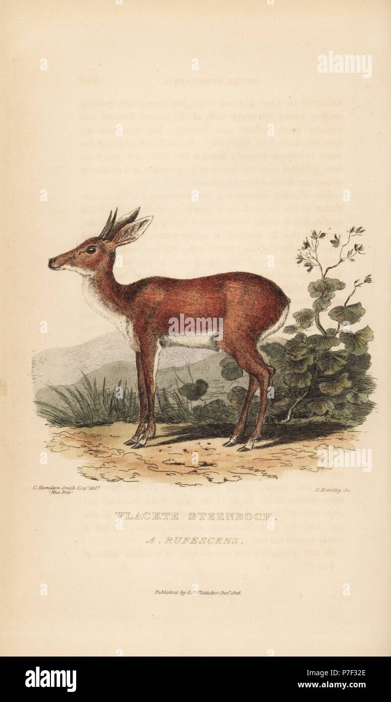 Le cap ou le sud, grysbok Raphicerus bimaculatus rufescens. (Vlackte steenbock, Antilope rufescens). Gravure coloriée par H. Kearsley après une illustration par Charles Hamilton Smith d'un spécimen au British Museum de Edward Griffith le royaume animal par le Baron Cuvier, Londres, 1827, Whittaker. Banque D'Images