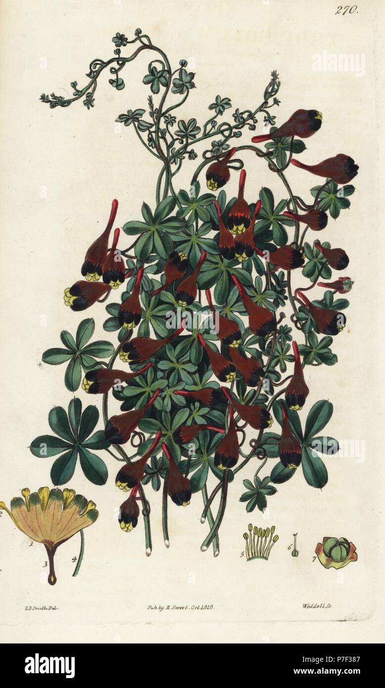 Les trois Indiens colorés cress, Tropaeolum tricolor. Coloriée à la gravure sur cuivre de Weddell par après une illustration botanique par Edward Dalton Smith, de Robert Sweet's Les Britanniques Jardin de fleurs, Ridgeway, Londres, 1828. Banque D'Images