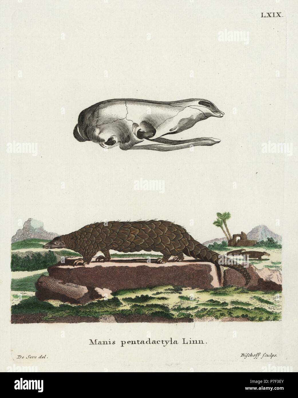 Manis pentadactyla, pangolin chinois. Critique d'extinction. Illustration par Jacques de Seve, gravée par Bischoff. Coloriée à la gravure sur cuivre de Johann Christian Daniel Schreber's Illustrations d'animaux après la Nature, ou de Schreber animaux fantastiques, Erlangen, Allemagne, 1775. Banque D'Images