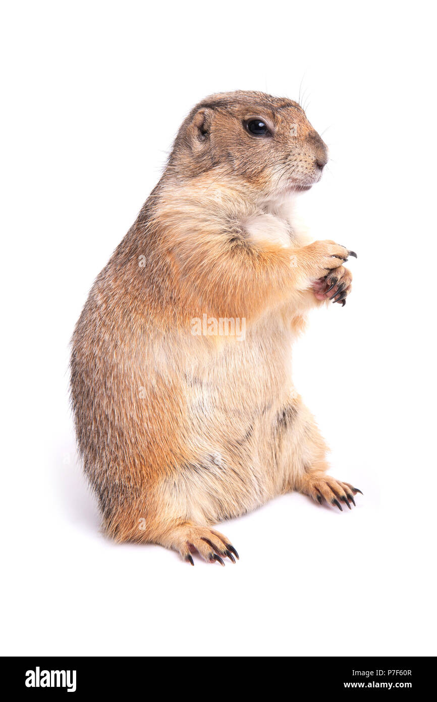 Mignon petit chien de prairie debout sur fond blanc. Banque D'Images