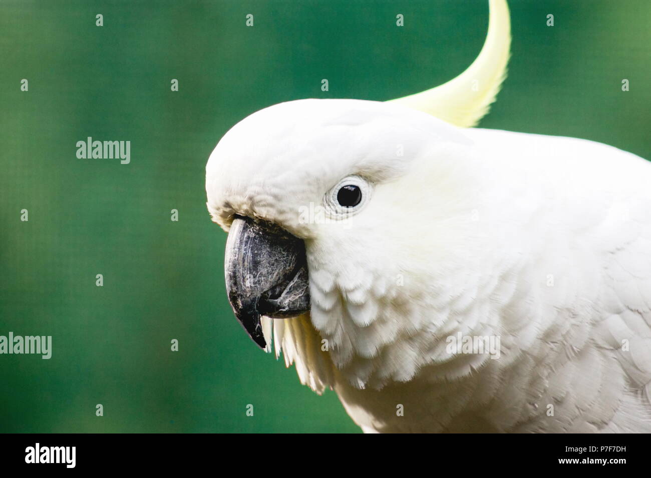 Perroquet A Crete Banque D Image Et Photos Alamy