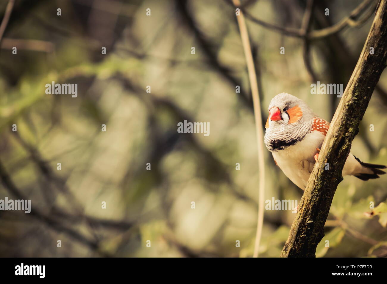 Close up image d'un diamant mandarin (Taeniopygia guttata) with copy space Banque D'Images
