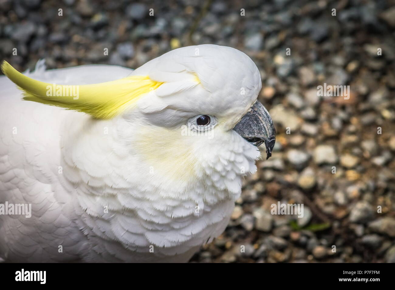 Perroquet A Crete Banque D Image Et Photos Alamy