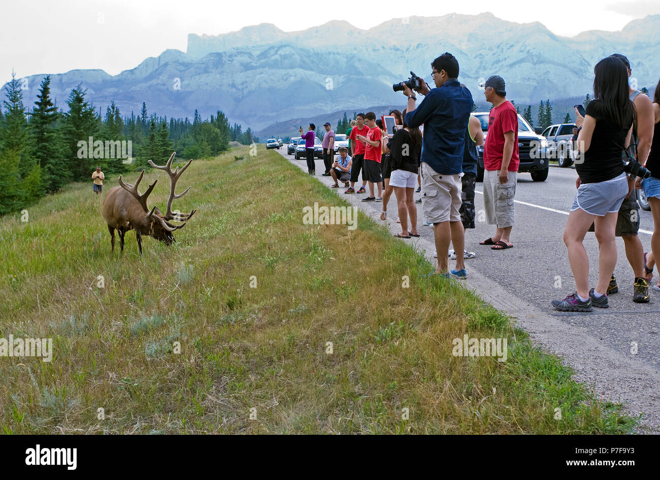 Les touristes sur la route affichage Bull Elk trop près Banque D'Images