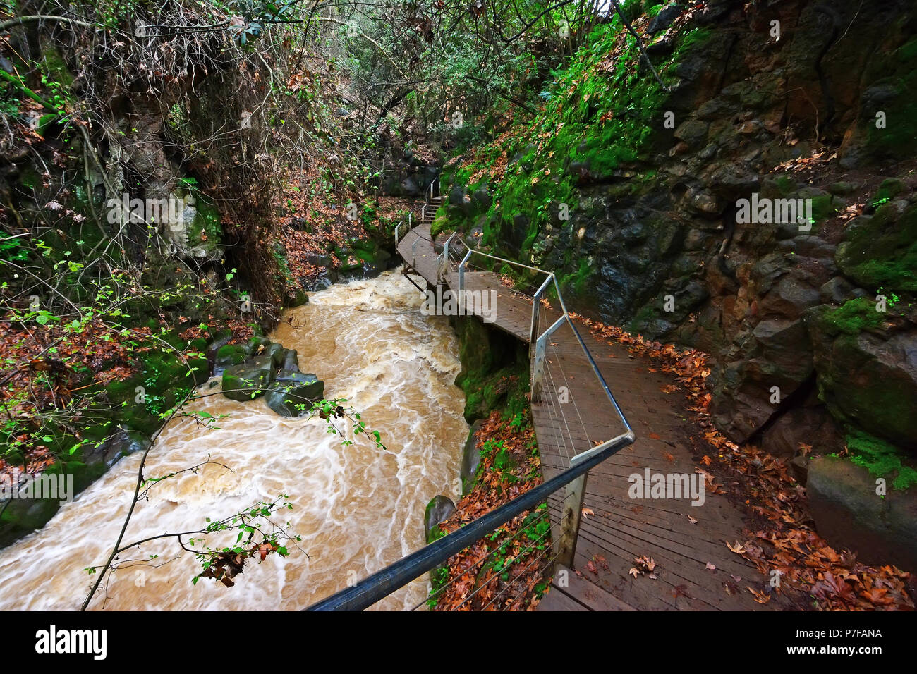 L'Hermon Stream (Banias) Réserve Naturelle, le nord d'Israël Banque D'Images