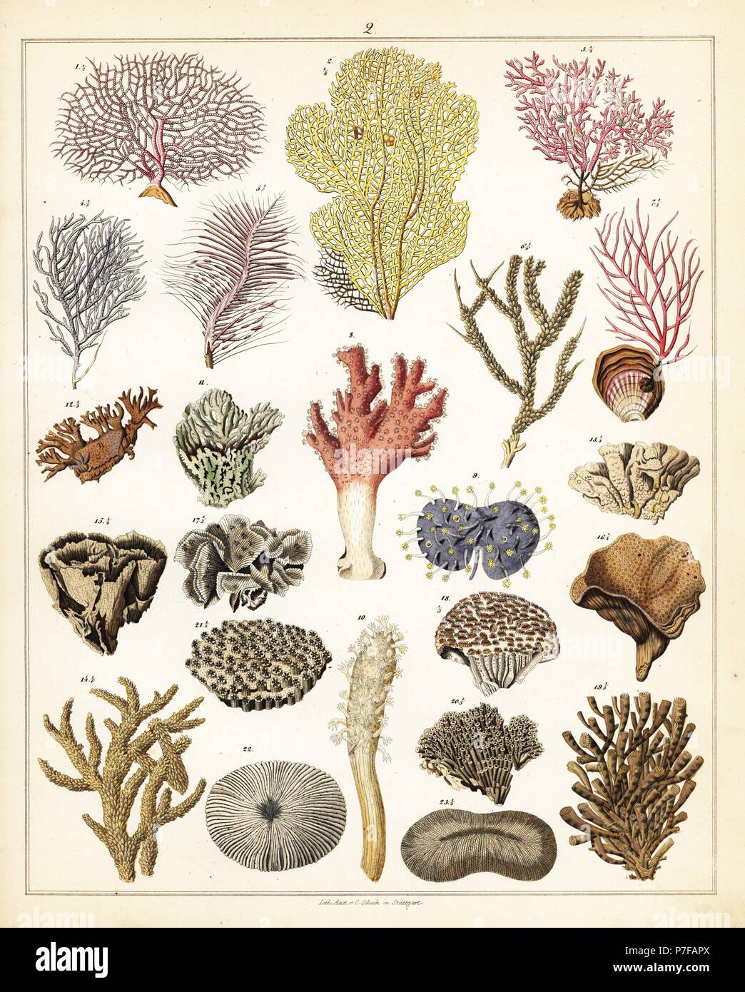 Variétés de coraux. Lithographie de C. Schach de Lorenz Oken universel de l'histoire naturelle, l'Allgemeine Naturgeschichte fur alle Stande, Stuttgart, 1841. Banque D'Images