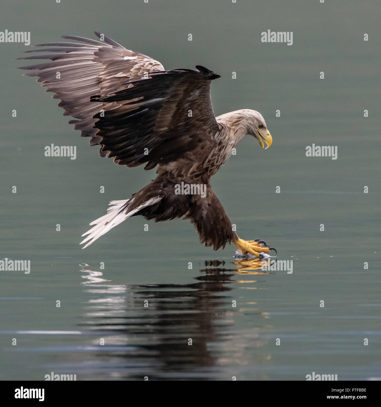 White Tailed Eagle la capture de poissons de mer Banque D'Images