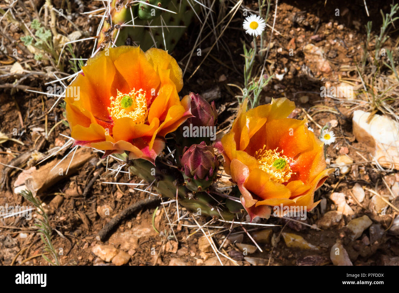 Paire de boutons d'oranger sur un cactus près de la rive sud du Grand Canyon en Arizona. Banque D'Images