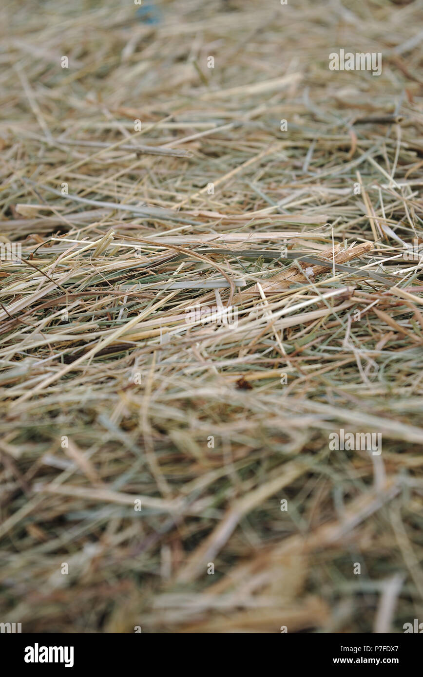 Gros plan sur une balle de foin, la perspective et l'effet bokeh Banque D'Images