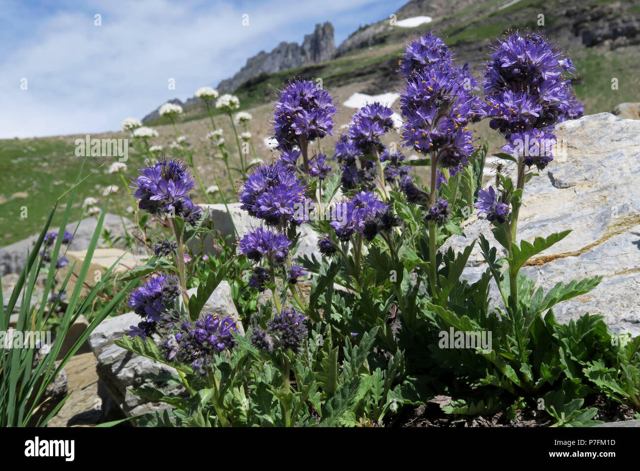 Phacelia alpin, le parc national des Glaciers Banque D'Images
