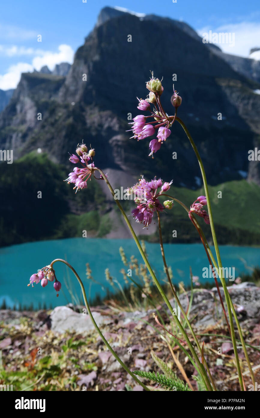 Un signe de l'oignon, le parc national des Glaciers Banque D'Images