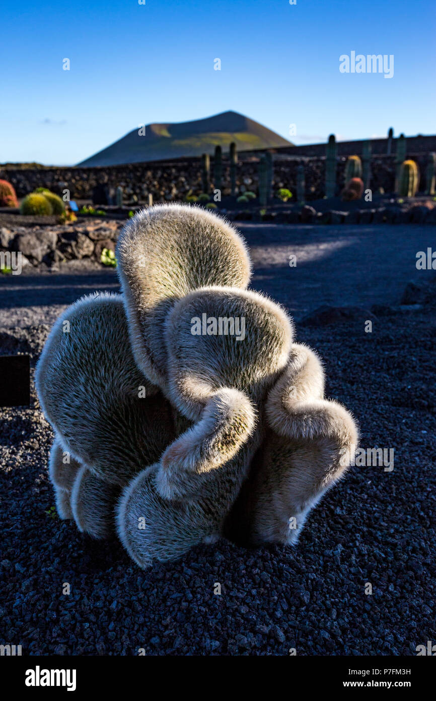 Belle soirée, juste avant le coucher du soleil avec Mammillaria elongata, cerveau, cactus dans le jardin de cactus, Guatiza, Lanzarote, îles Canaries, Espagne Banque D'Images