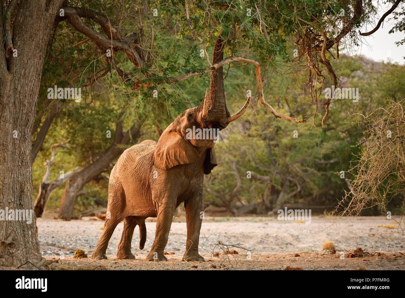Desert elephant (Loxodonta africana) se déchire les feuilles et les branches d'un arbre, la rivière Huab, Namibie Banque D'Images