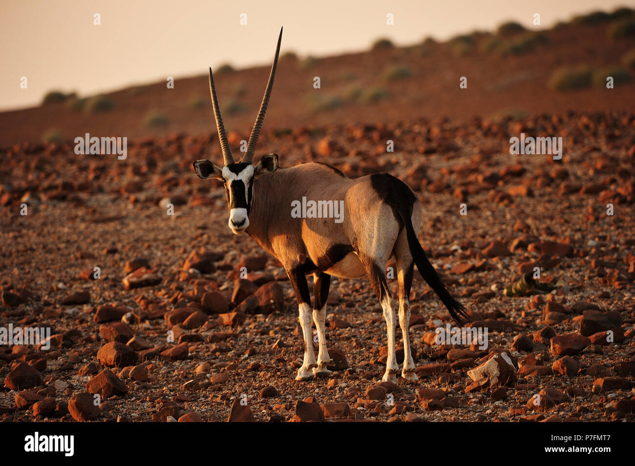 L'antilope oryx Oryx (marches) à travers le paysage d'éboulis arides dans le soleil du soir, Kunene, Namibie Banque D'Images