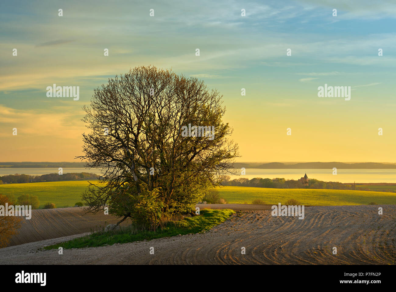 Champs dans la lumière du soir, sur la colline de l'arbre tombe, vue de la Grande Bodden et à l'Jasmund Eglise du village Bobbin Banque D'Images