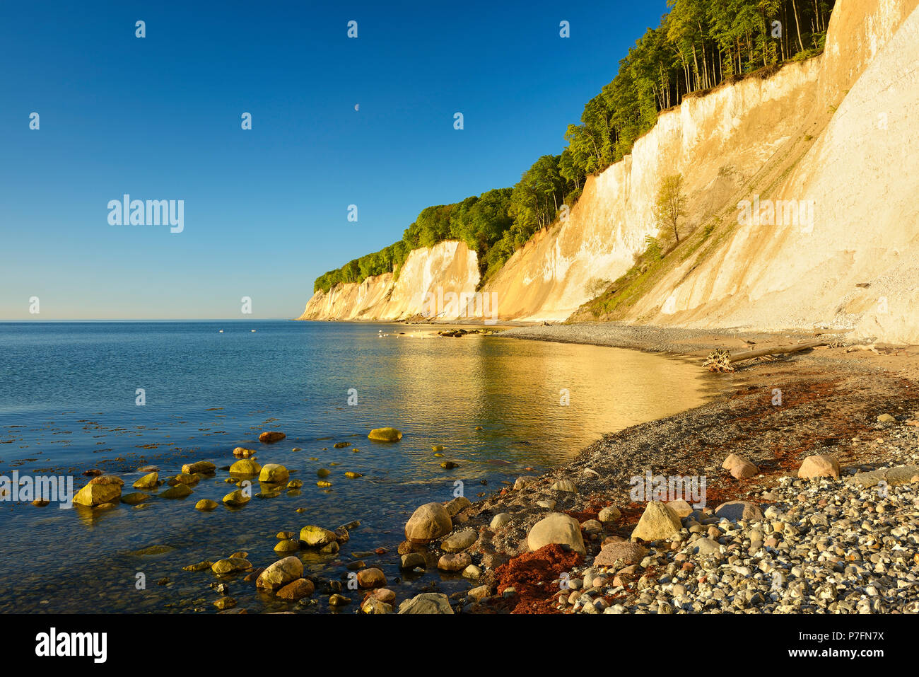 Falaises de craie des falaises dans la lumière du matin, la mer Baltique, le Parc National de Jasmund, l'île de Rügen, Mecklembourg-Poméranie-Occidentale Banque D'Images