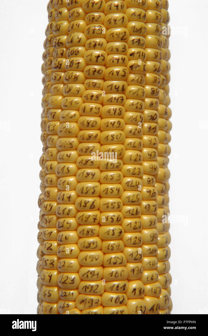 Le maïs GM, épis de maïs, grains de maïs numérotés Banque D'Images