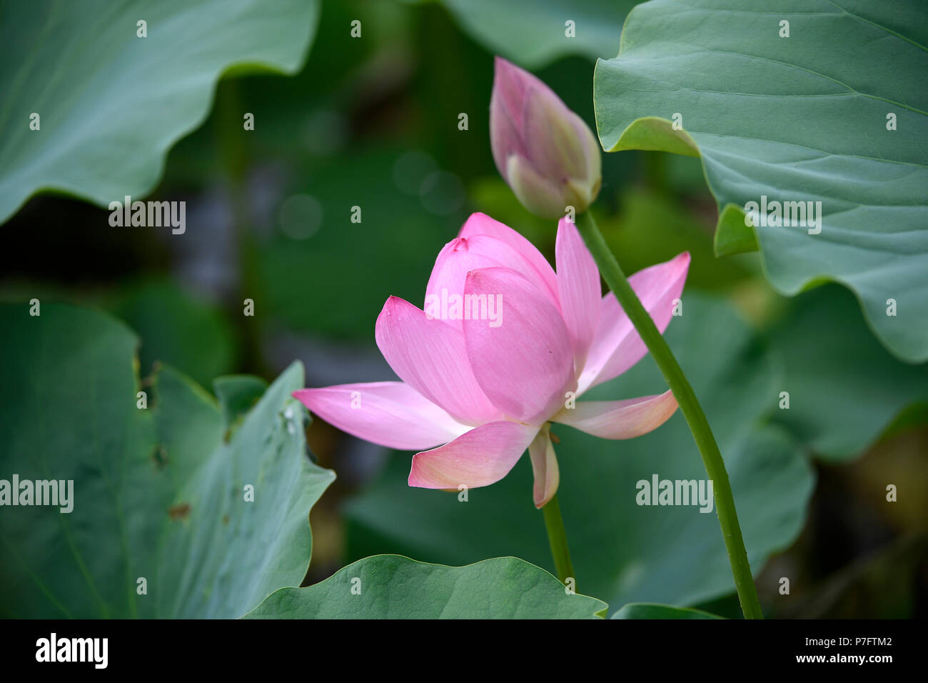 Yinchuan. 2 juillet, 2018. Photo prise le 2 juillet 2018 montre des fleurs de lotus au lac Mingcui Wetland Park à Yinchuan, capitale de la Chine du nord-ouest de la région autonome du Ningxia Hui. Credit : Wang Peng/Xinhua/Alamy Live News Banque D'Images