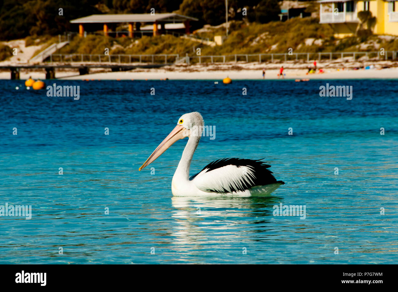 Australian Pelican - Rottnest Island - Australie Banque D'Images