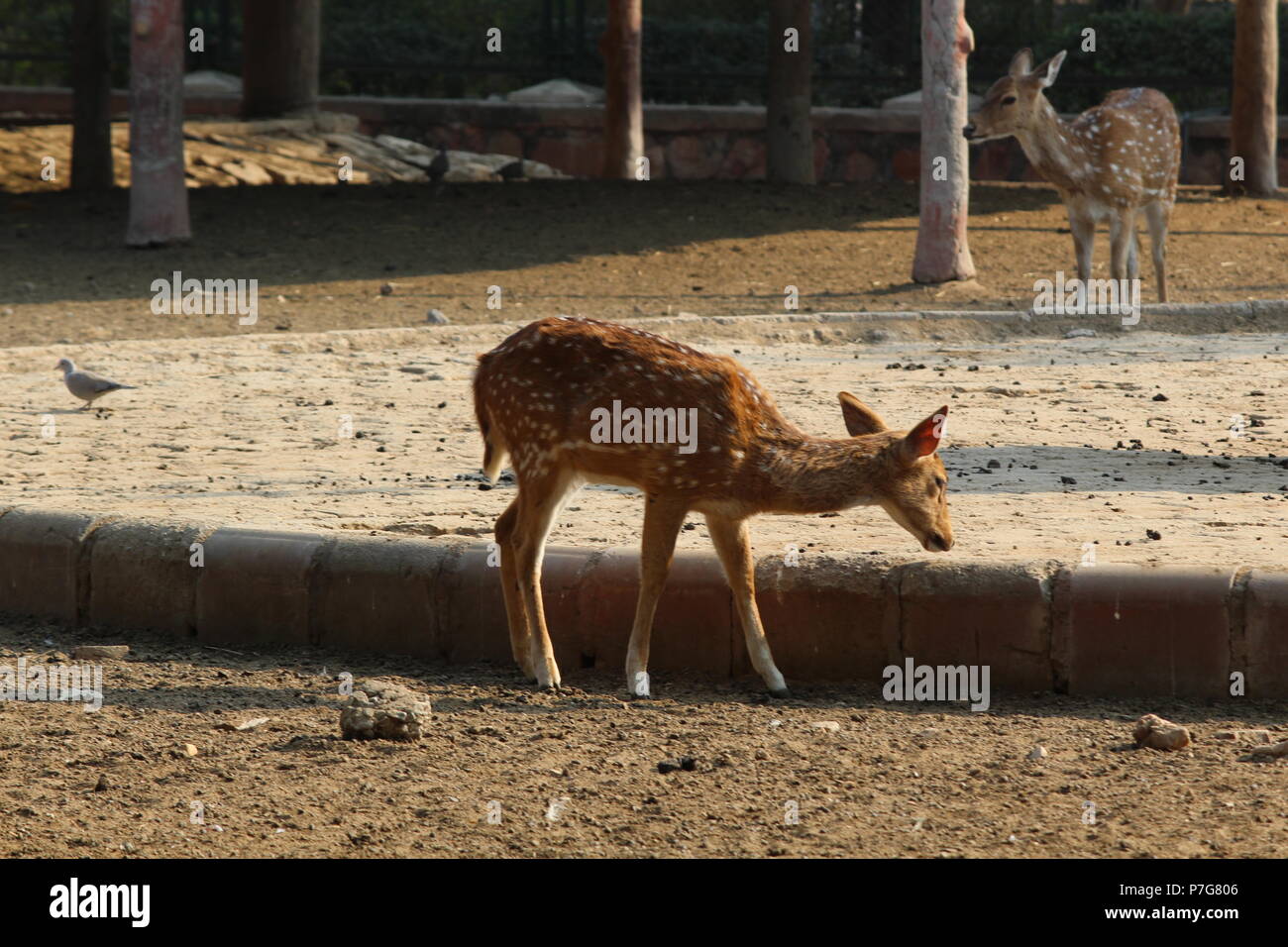 Deer Park Zoo à Jaipur Banque D'Images