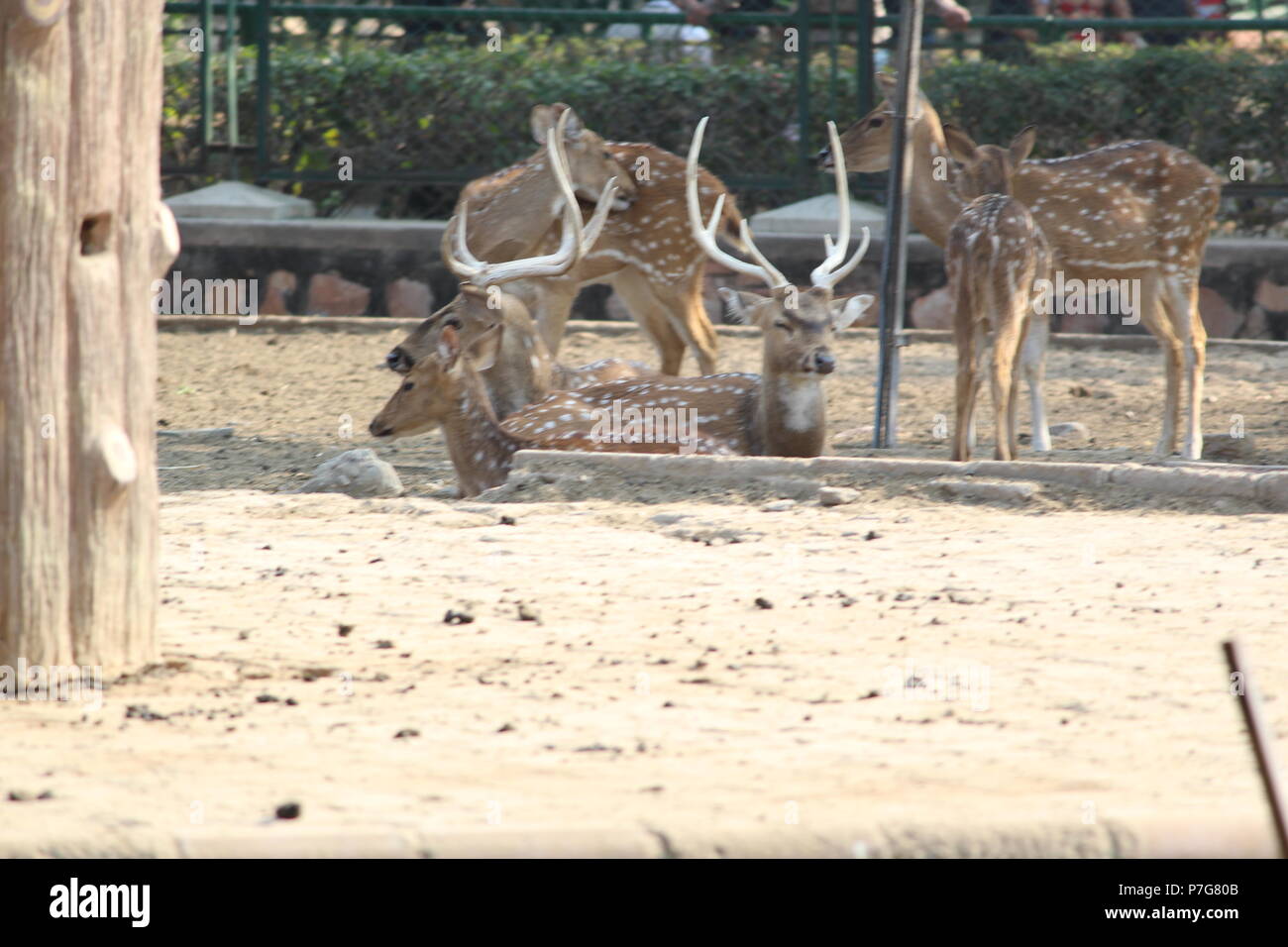 Deer Park Zoo à Jaipur Banque D'Images