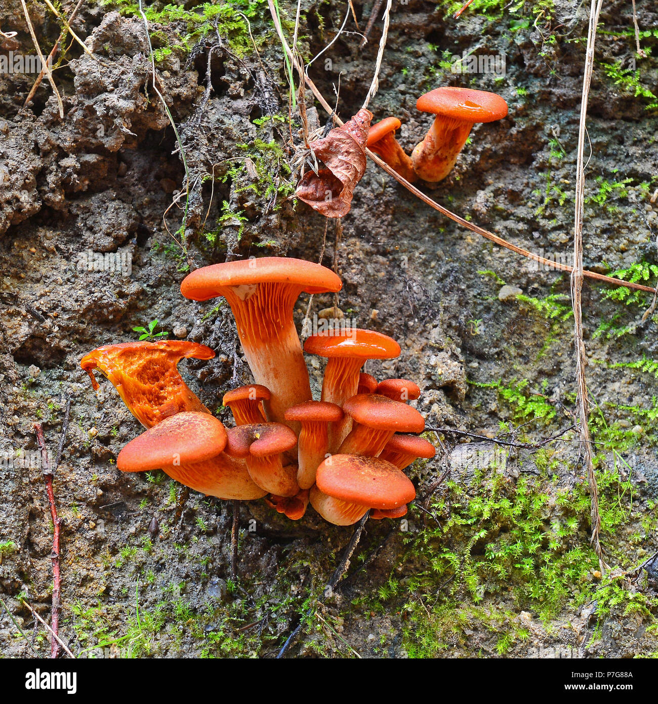Groupe d'un omphalotus olearius champignons toxiques Banque D'Images