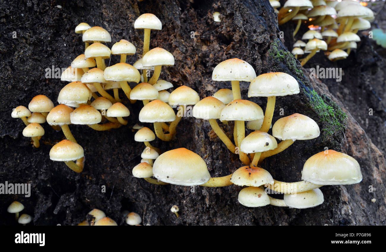 Hypholoma fasciculare clusters de champignons sur un tronc d'arbre Banque D'Images