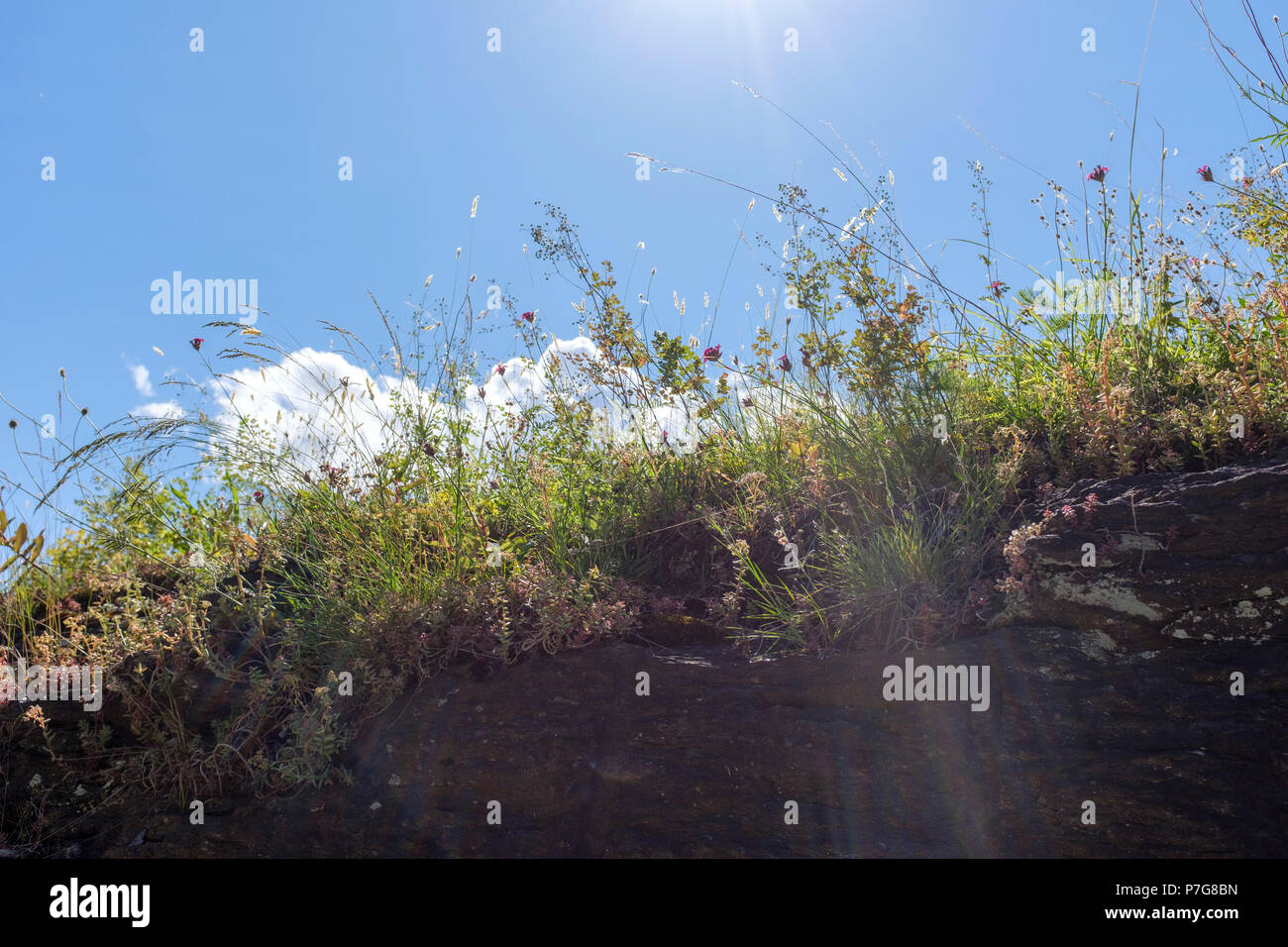Fleurs sauvages (Dianthus caryophyllus) tourné à partir de ci-dessous Banque D'Images