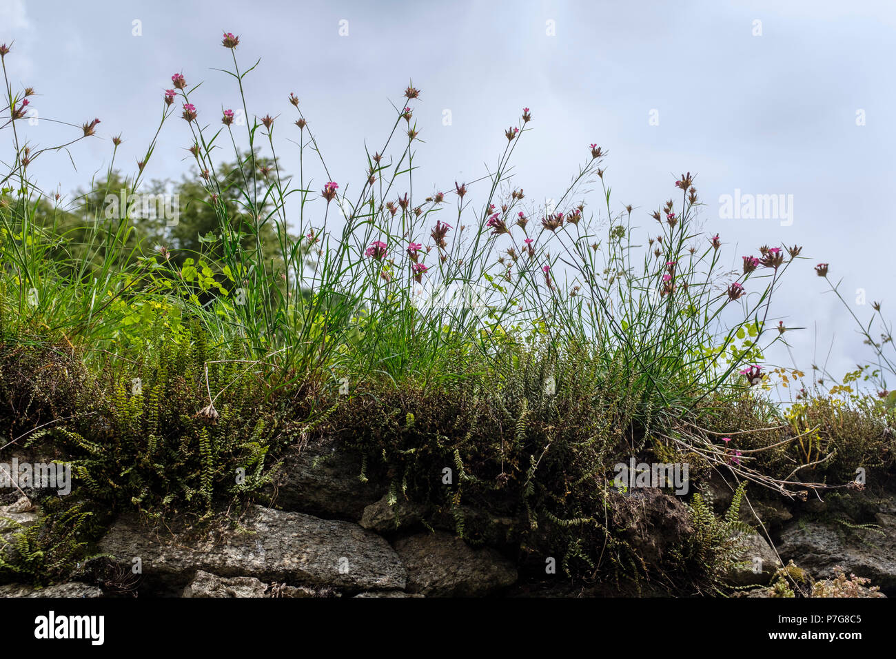 Fleurs sauvages (Dianthus caryophyllus) tourné à partir de ci-dessous Banque D'Images