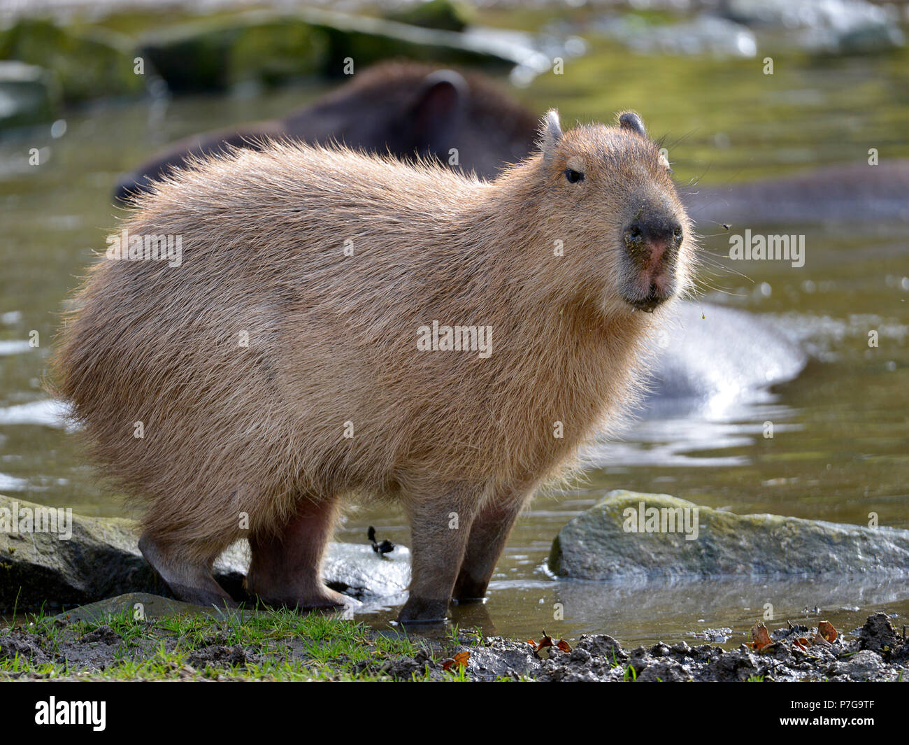 Libre de capybara (Hydrochoerus hydrochaeris) les pieds dans l'eau au bord d'un étang et vu de profil Banque D'Images