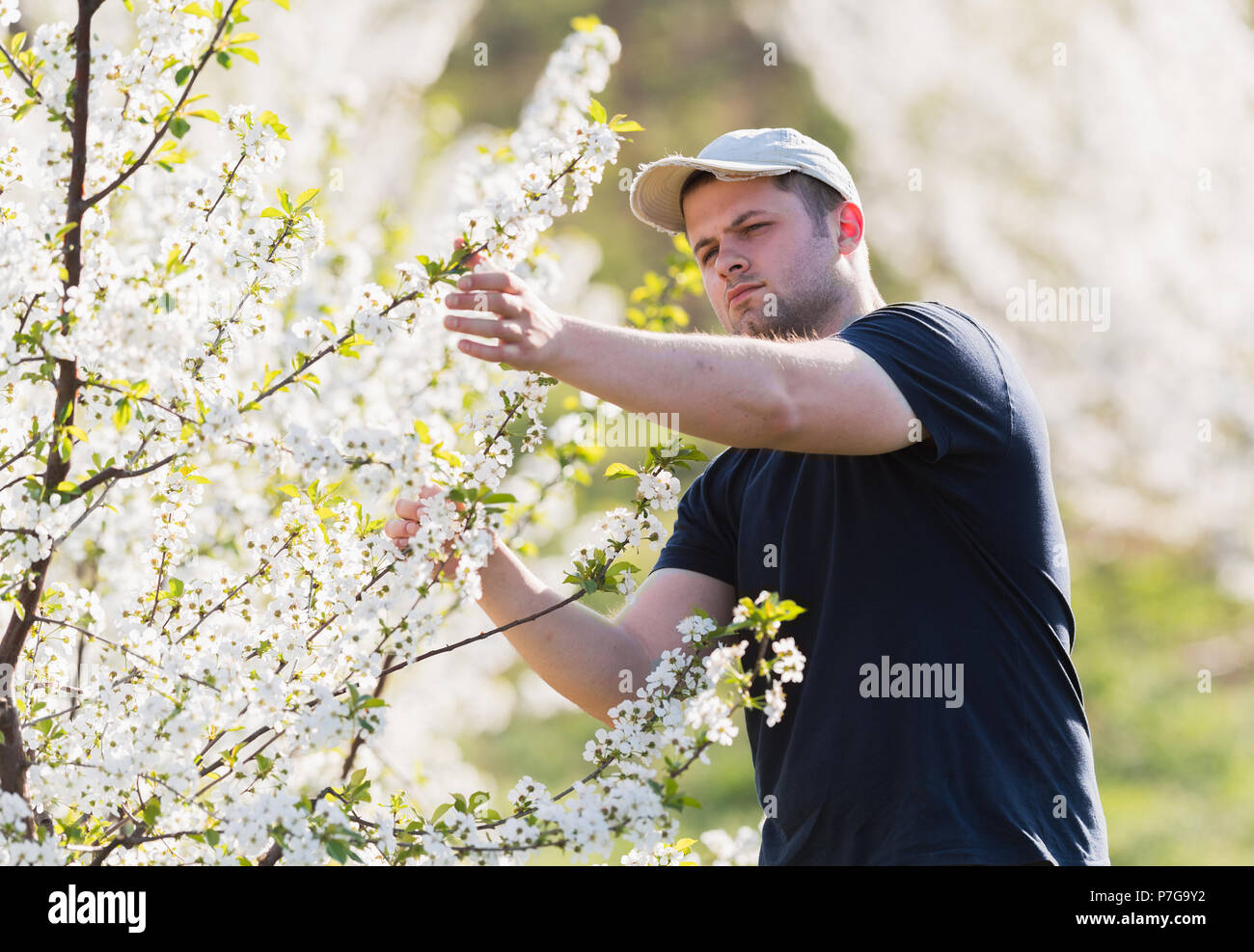 Jeune agriculteur fleur analyses Cherry Orchard avec arbres en fleurs au printemps Banque D'Images