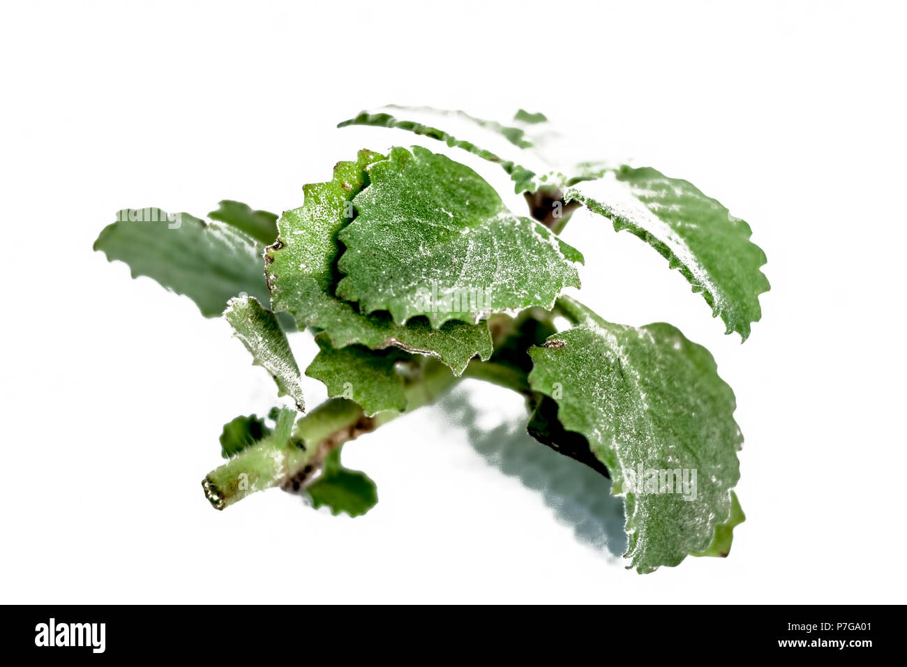 Gros plan d'une petite branche de l'ajwain plant isolé sur blanc. Banque D'Images