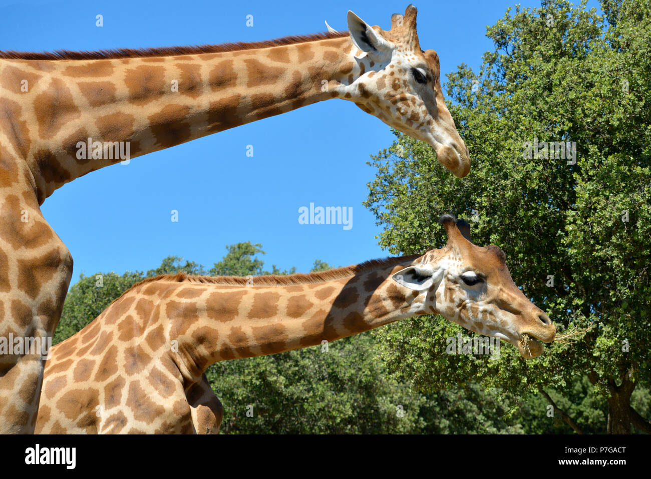 Libre deux girafes (Giraffa camelopardalis) manger vu de profil Banque D'Images