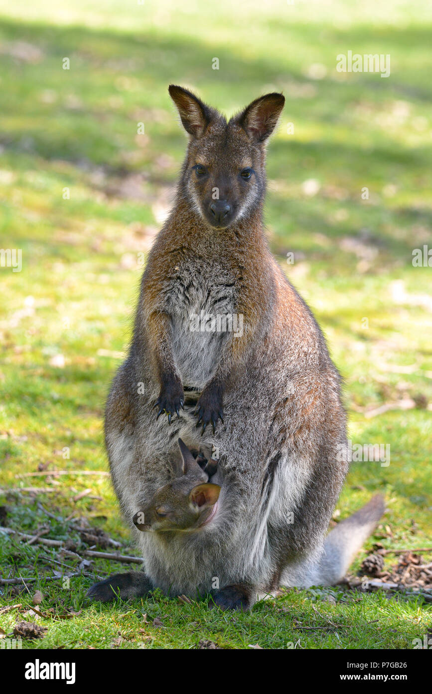 Red-necked wallaby de Bennett wallaby ou (Macropus rufogriseus) et son joey dans la poche Banque D'Images