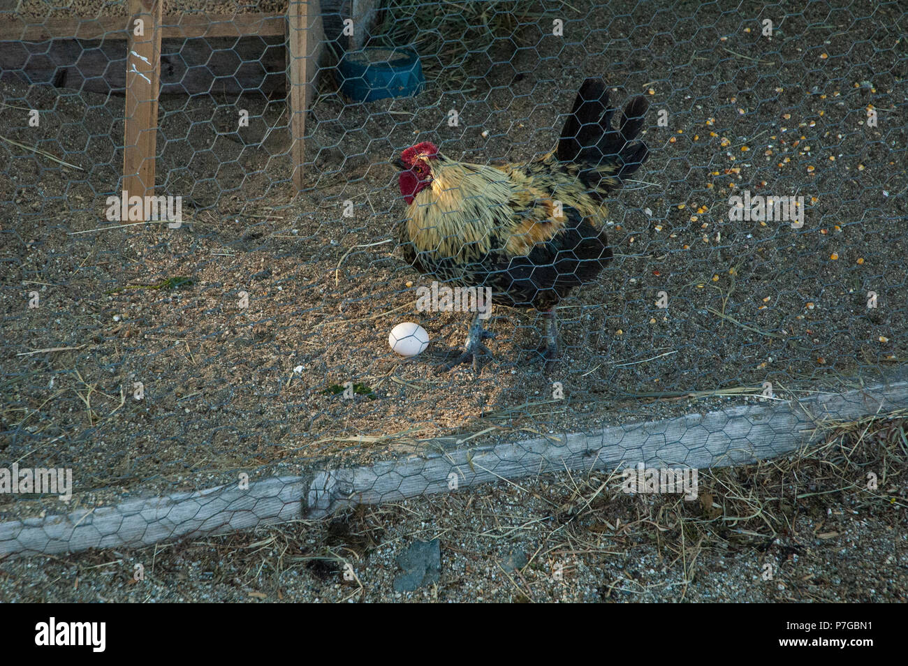 Les animaux de ferme sont toujours un plaisir à visiter. Banque D'Images