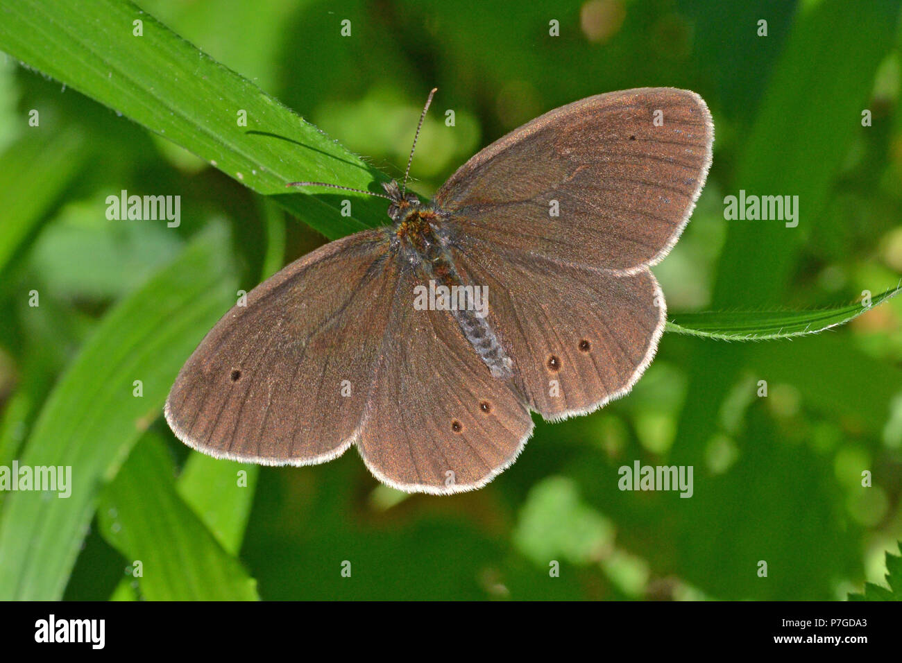Un papillon mâle, Aphantopus hyperantus Banque D'Images