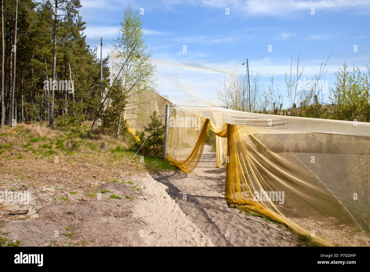 De COURLANDE, RUSSIE - Mai 02,2018 : la Courlande Parc National. Station ornithologique de Fringilla. Piège à oiseaux Banque D'Images