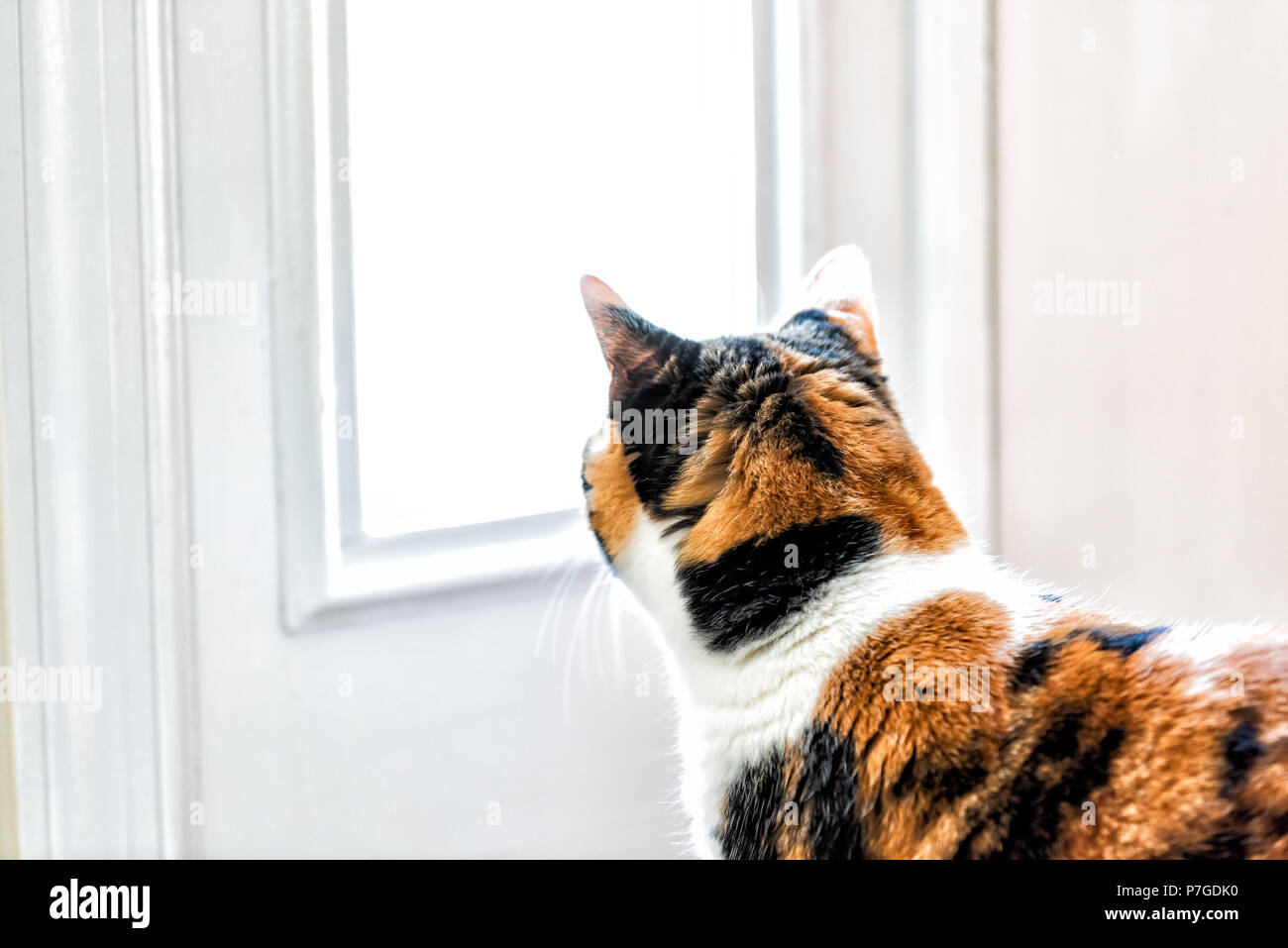 Mignon femelle chat calico gros plan du visage à la fenêtre, regardant à travers l'extérieur de la maison, de la chambre Banque D'Images