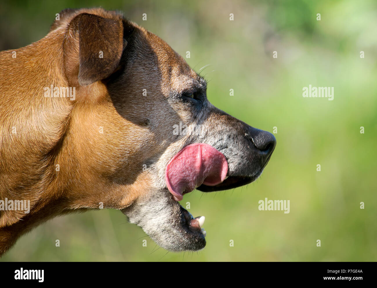 Profil de la tête d'un Staffordshire Bull Terrier avec sa langue dehors Banque D'Images