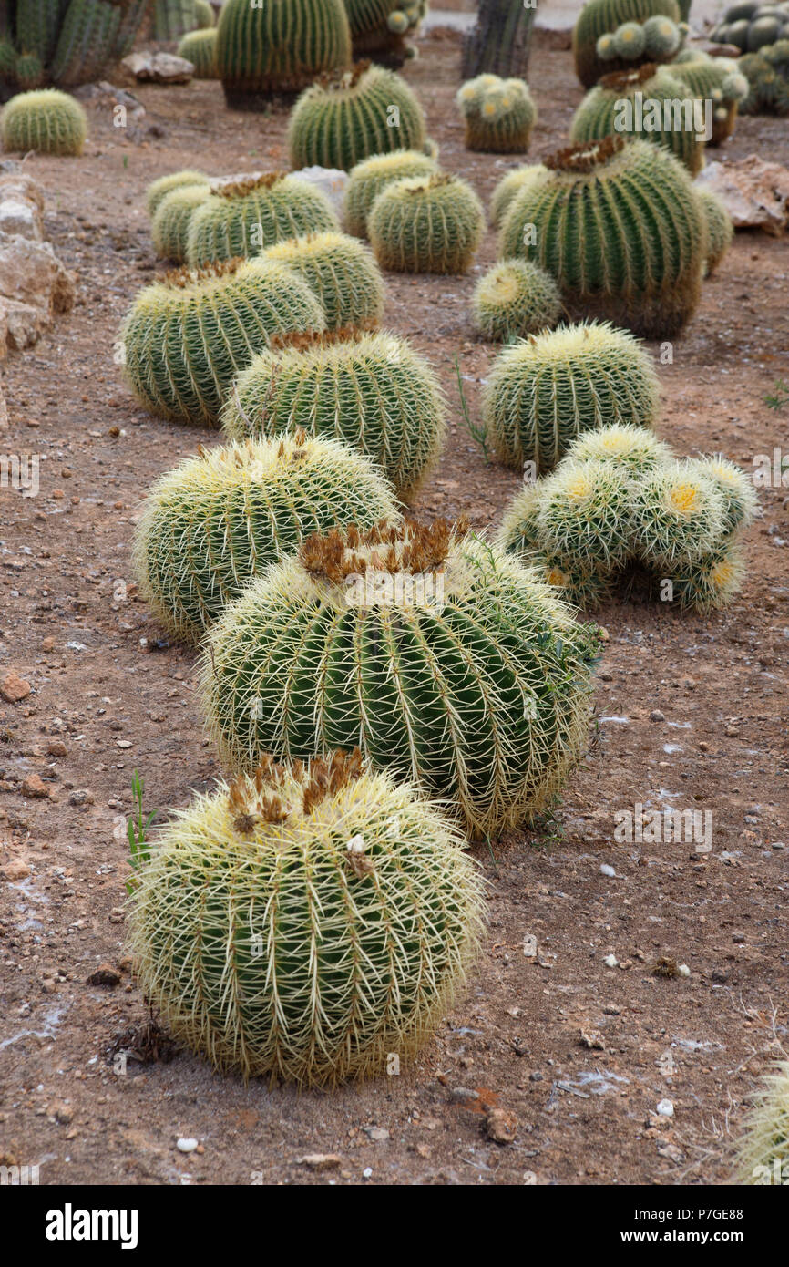 Jardin de cactus dans globes Botanicactus, Mallorca, Espagne. Bateau à quille, Origène Mexique Banque D'Images