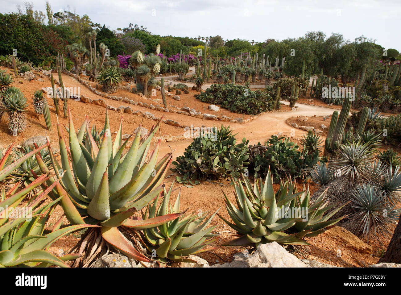 Jardin de cactus en panoramique Botanicactus , Mallorca, Espagne Banque D'Images