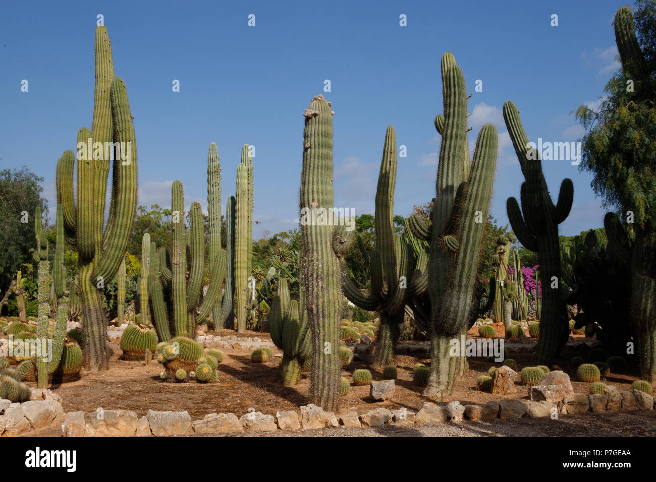 Trichocereus Pasacana cactus, Origène au Mexique, en Botanicactus jardin, Mallorca, Espagne. Banque D'Images