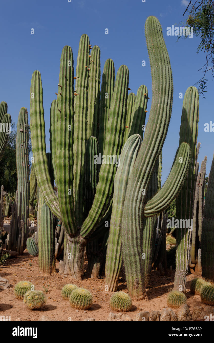Trichocereus Pasacana cactus, Origène au Mexique, en Botanicactus jardin, Mallorca, Espagne. Banque D'Images