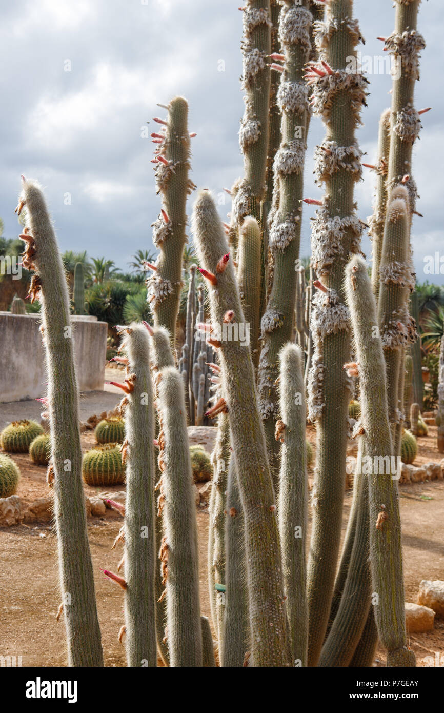 Cactus dans le jardin Botanicactus, Mallorca, Espagne. Cephalocereus Senilis, Origène au Mexique. Banque D'Images